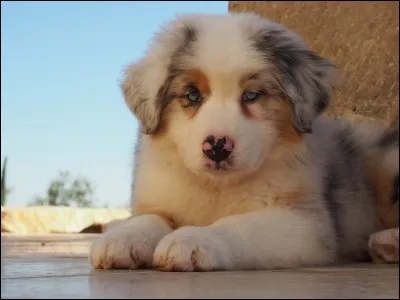 Quelle est cette race de chien ?