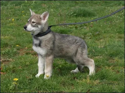 Quelle est cette race de chien ?