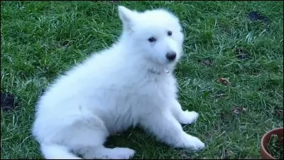 Quelle est cette race de chien ?