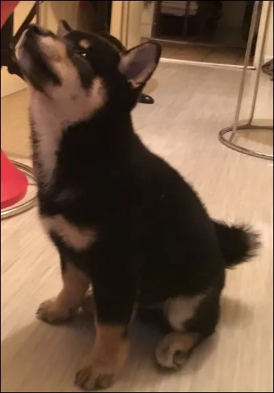 Quelle est cette race de chien ?