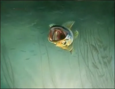 Mais voilà que le brochet vaindicatif prend l'oiseau en chasse : il n'aime pas que l'ont occupe son espace et le pourfend en vin traversant son corps s'en jamais le touché ! Il s'en étonne toutes dents dehors.