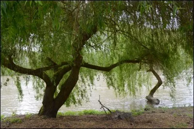 Mais un premier phénomène vous fait cligné des yeux. Qu'est-ce qui semble se précipiter dans l'eau pour s'y mirrer ?