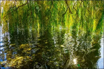 Vous l'observez, un peu inquiet. L'arbre frissone de surprise et passe son temps a tremblé alors qu'il n'y a pas le moindre souffle de vent !