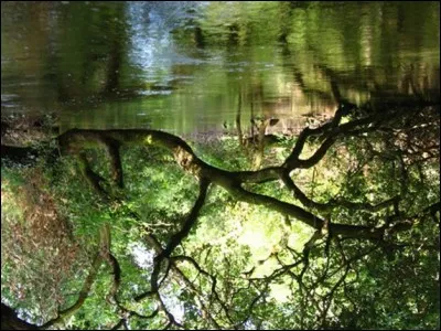 Le vertige, qui vous avait envahi, s'accentue dans ce monde féerique comme modifié par Merlin. Que se passe-t-il alors ?