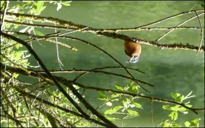 Qui craint de se noyer malgré sa position sur une haute branche ?