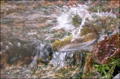 Que se dit la truite que vous apercevez curieusement agitée et vaguement inquiète ?