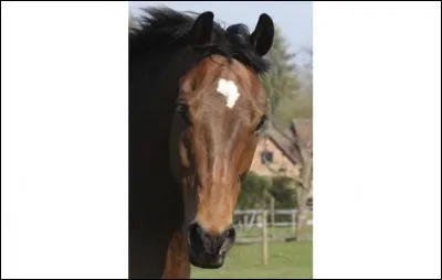 Comment s'appelle cette marque blanche sur la tête ?
