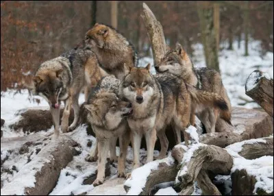 Dans une meute de loups, tu te verrais bien en...