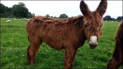 Toujours pour vous habiller, quelle couleur choisirez-vous pour ce gentil animal ?