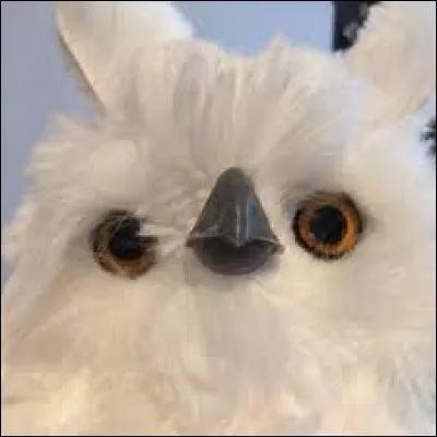 Comment s'appelle le hibou de Dooms ?