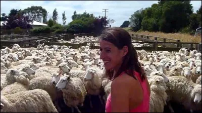 Chez moi, les moutons sont plus nombreux que les humains !