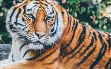 Quiz Animaux