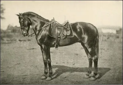 Lorsque tu le sangles, il tape du pied et essaye de te mordre, que veut-il dire ?