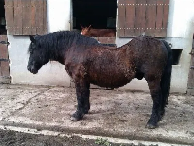 Tu montes directement sans marche-pied alors que c'est la première séance de la journée pour ton cheval, ....