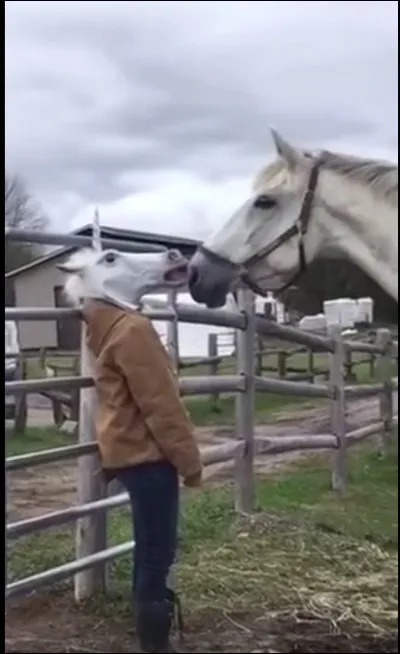 Tu fais ta séance et soudain ton cheval prend peur ! Que faire ?