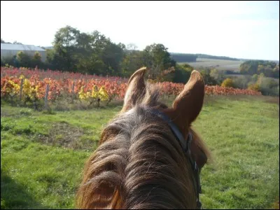 Tu pars en balade seul(e), tu tombes et ton cheval refuse que tu l'attrapes mais reste à proximité. Que fais-tu ?