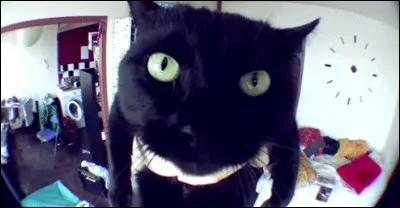 Comment s'appelle l'ancien chat de Norman ?