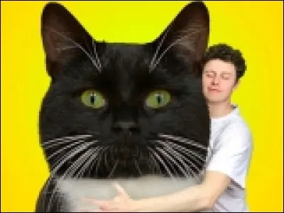 Et son nouveau chat ?