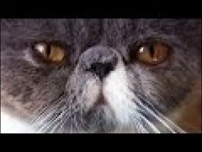 Comment s'appelle le chat de Squeeze ?