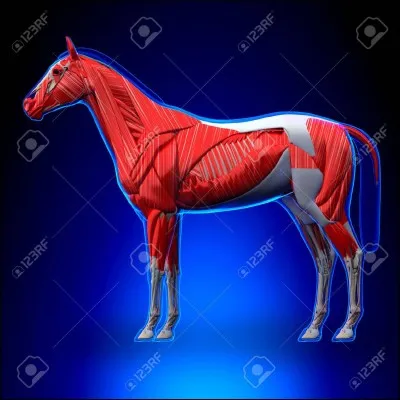 Les muscles agissent..