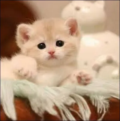 Fluffy a-t-elle des animaux ?