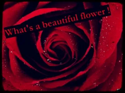 Hum... Comme elle sent bon. Quelle est donc cette jolie fleur rouge ?