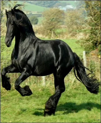 De quelle race est ce cheval ?