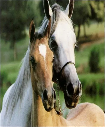 Comment s'appelle le bébé du cheval lorsque c'est une femelle ?