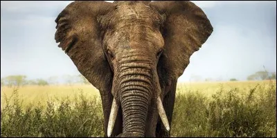 En quel animal te réincarnerais-tu ?