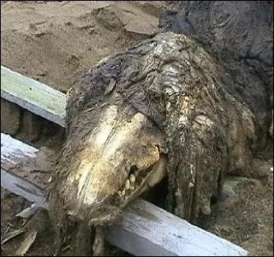 Quel est le reptile indestructible ?