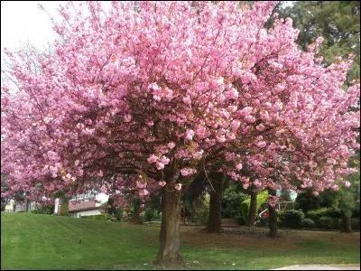 À quelle saison récolte-t-on les cerises ?