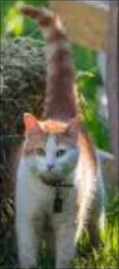 La position de sa queue reflète également son état d'esprit.
Que traduit cette attitude ?