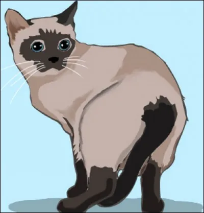 Qu'exprime ce chat ?