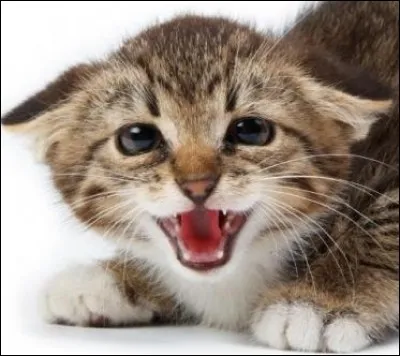 Que vous révèle le positionnement de ses oreilles ?