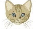 Quiz Felins