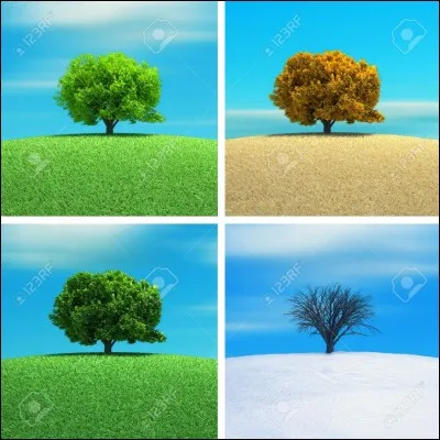 Quelle saison préfères-tu ?