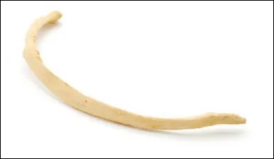 Quel os voyez-vous ?