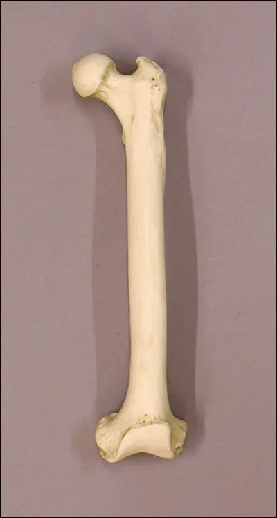 Sur cette image, nous pouvons apercevoir :