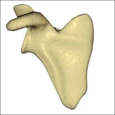 Connaissez-vous son vrai nom ?