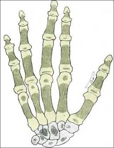 Les os des doigts se nomment :