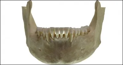 La mâchoire inférieure s'appelle aussi :