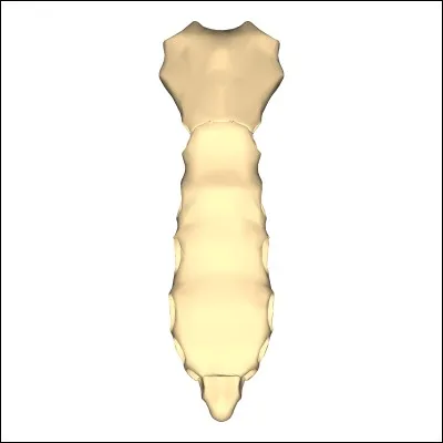 Au tour de cet os, le reconnaissez-vous ?