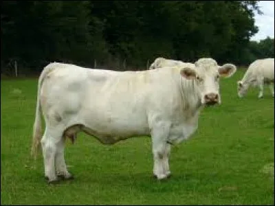 Complétez cette expression : "Chacun son métier, les vaches seront bien...