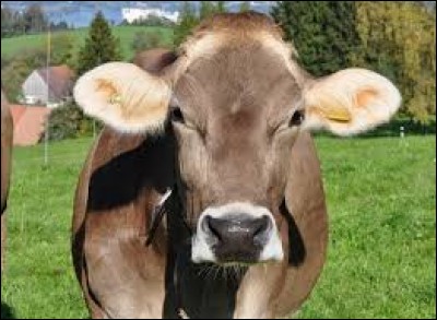 Complétez cette expression : "Être une vache à...