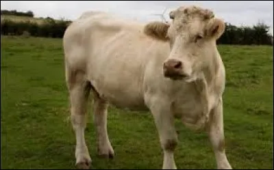 Complétez cette expression : "Manger de la vache...