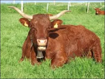 Complétez cette expression : "Une ... de vache".