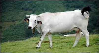 Complétez cette expression : "Parler français comme une vache...