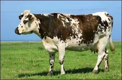 Complétez cette expression : "Une vache n'y retrouverait pas son...