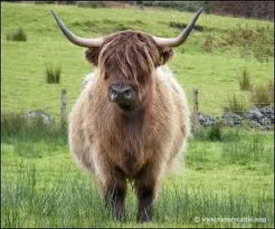 Complétez cette expression : "Être ...comme une vache".