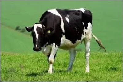 Complétez cette expression : "Il est comme une vache au...